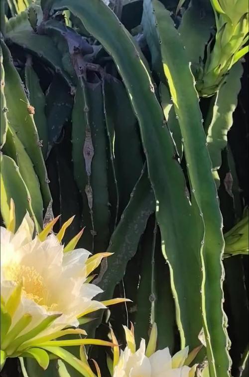 火龙果花束的花语代表什么？
