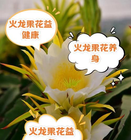 火龙果花束的花语代表什么？