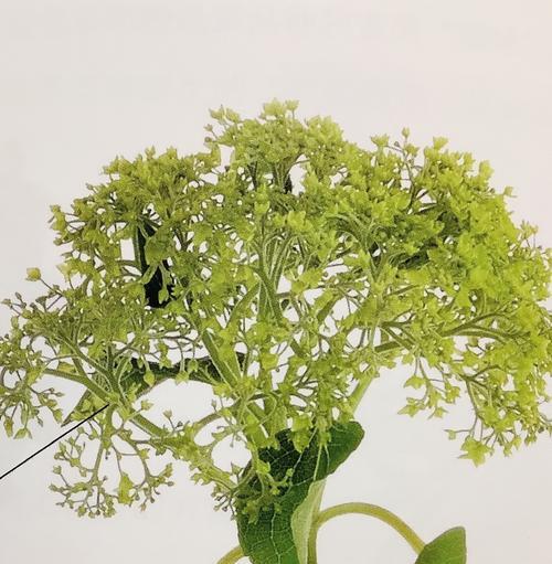 云珠植物的花语有哪些？