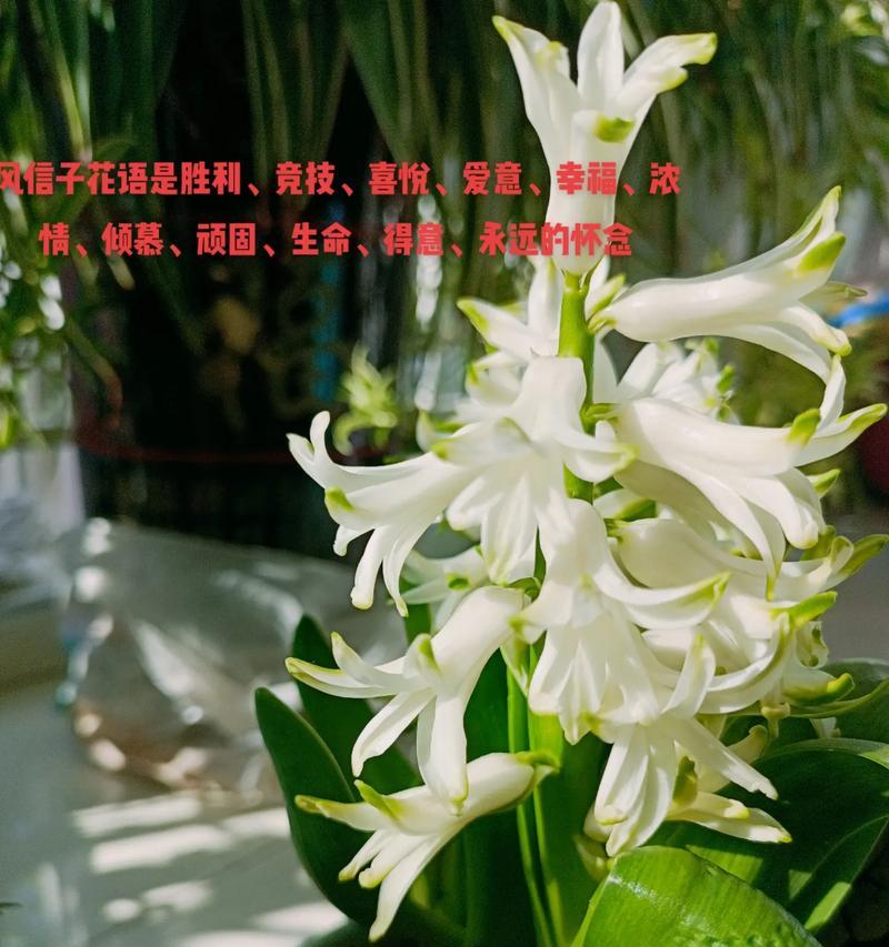 哪些花的花语代表不好的含义？
