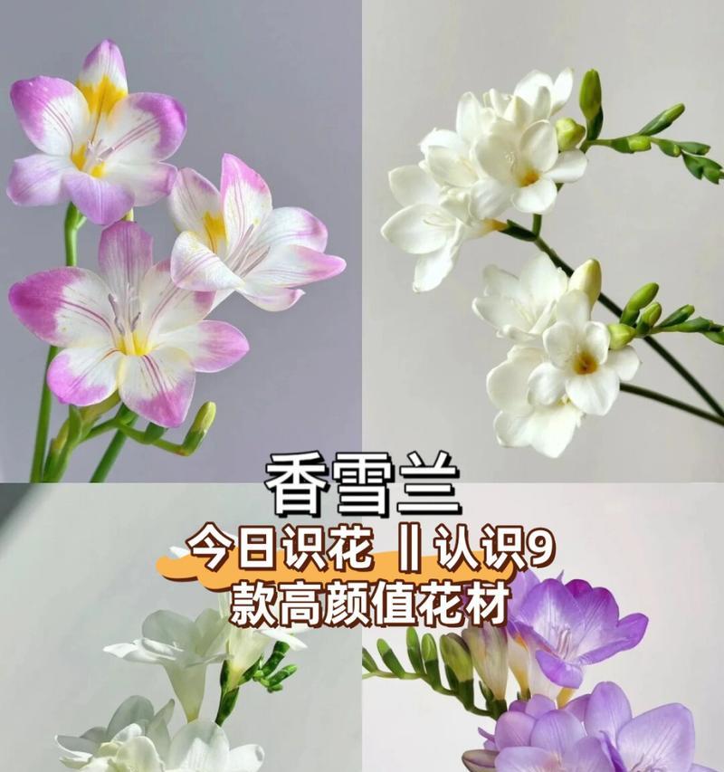 常见花材的花语有哪些？