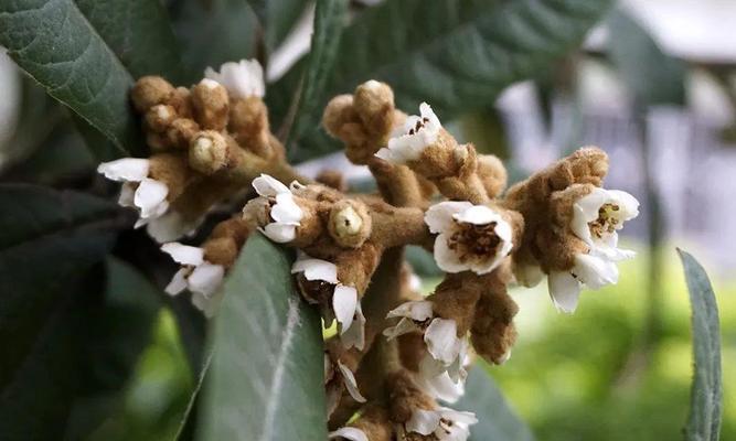 枇杷树花的花语和象征意义是什么？