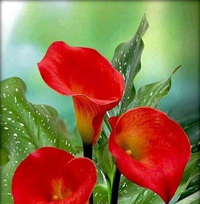 枇杷树花的花语和象征意义是什么？