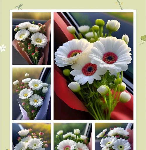 白色雏菊花的花语是什么？它象征着什么？