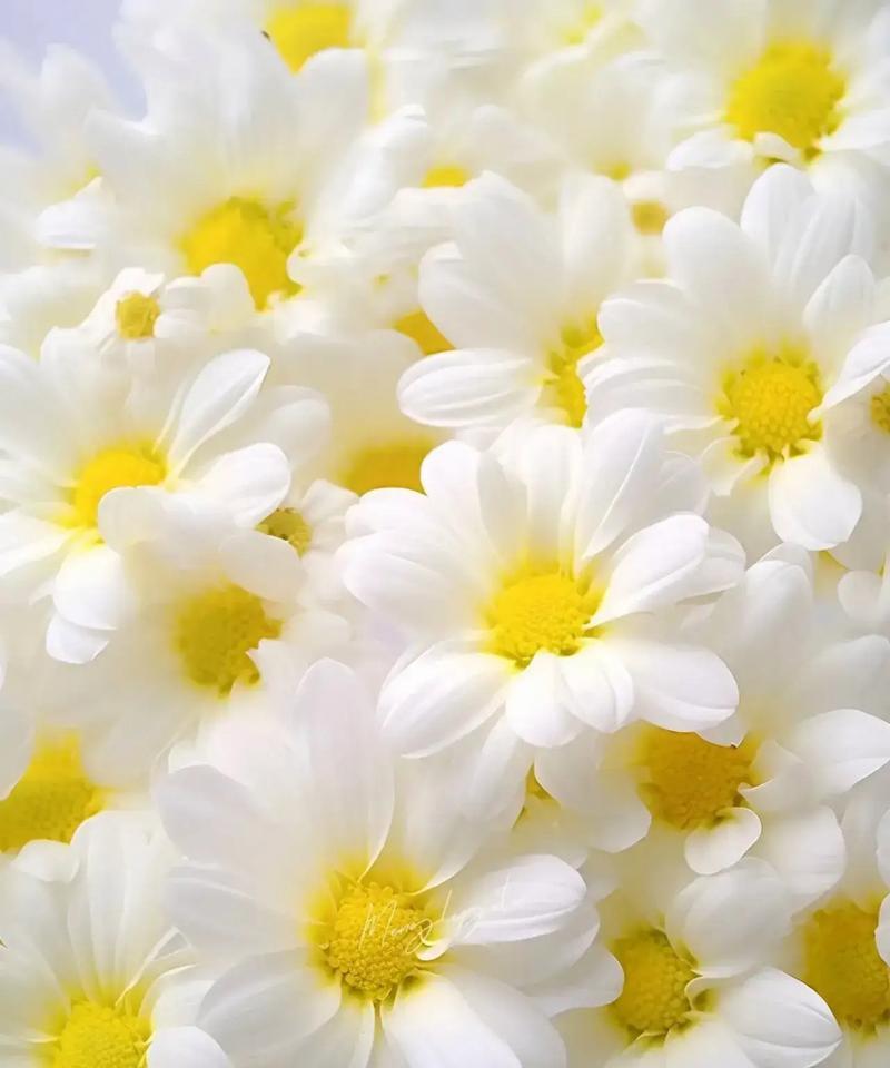 白色雏菊花的花语是什么？它象征着什么？