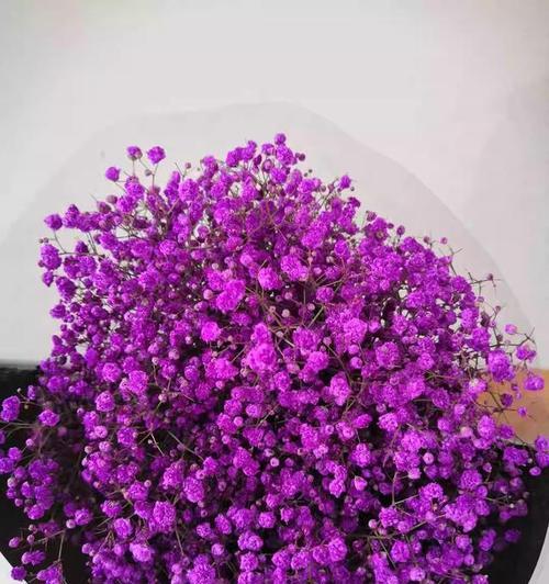 满天星彩虹的花语是什么？它有哪些特别的含义？