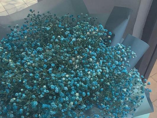 满天星彩虹的花语是什么？它有哪些特别的含义？