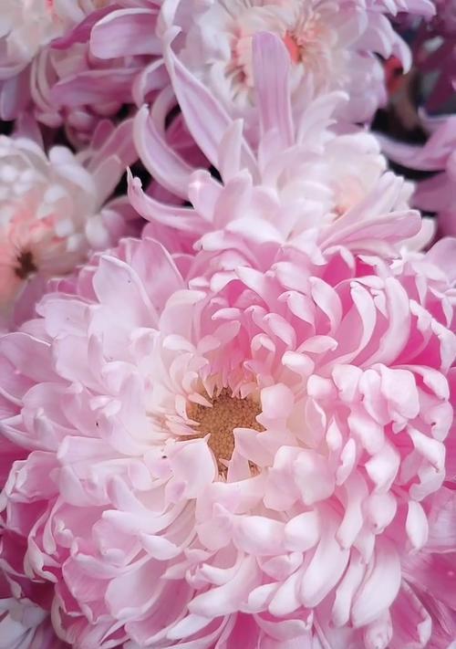 粉色金鱼花的花语是什么？它代表了什么？