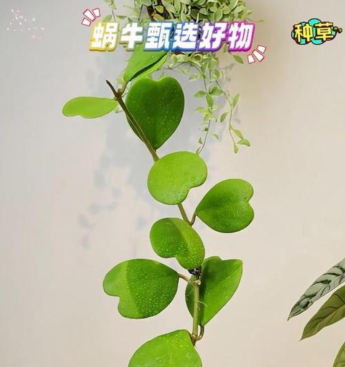 什么花的花语是爱护？它们象征着怎样的关怀？