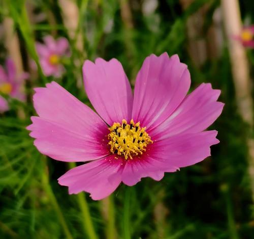 什么花的花语是爱护？它们象征着怎样的关怀？