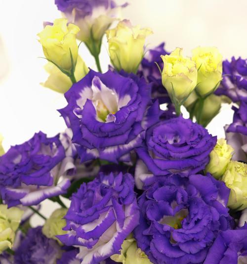 什么花的花语是爱护？它们象征着怎样的关怀？