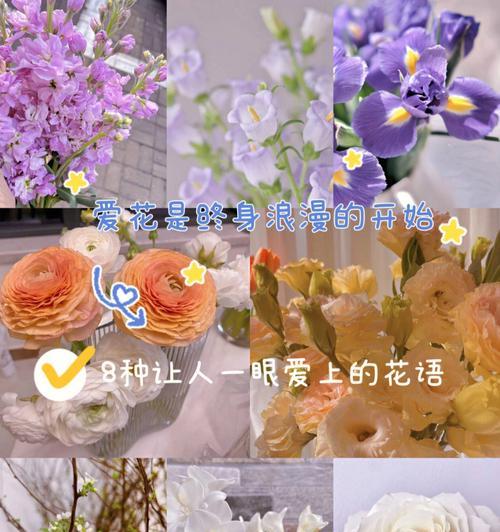 紫色安祖花的花语是什么？它有哪些寓意？
