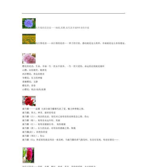 紫色安祖花的花语是什么？它有哪些寓意？