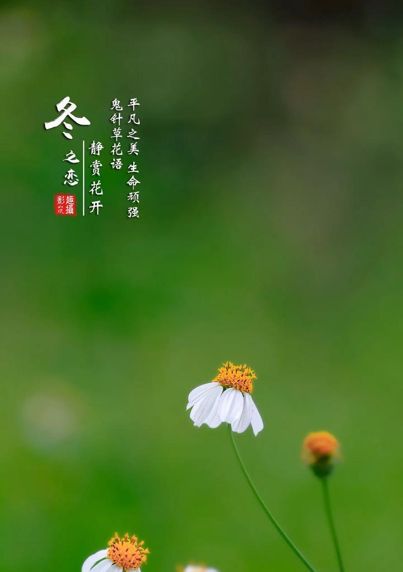 袖子椰子树的花语是什么？它象征着什么？