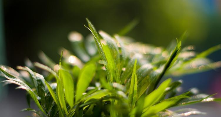 袖子椰子树的花语是什么？它象征着什么？