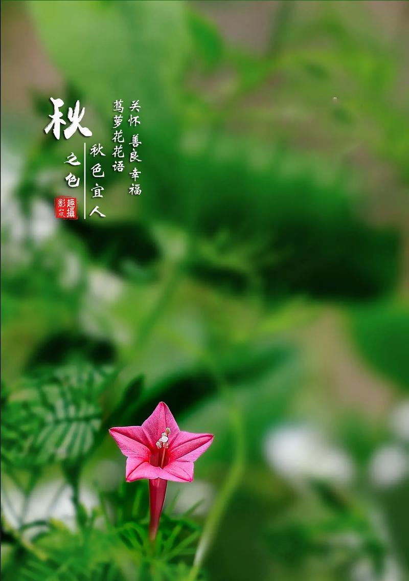 什么花的花语是照顾？它们代表了怎样的关怀？