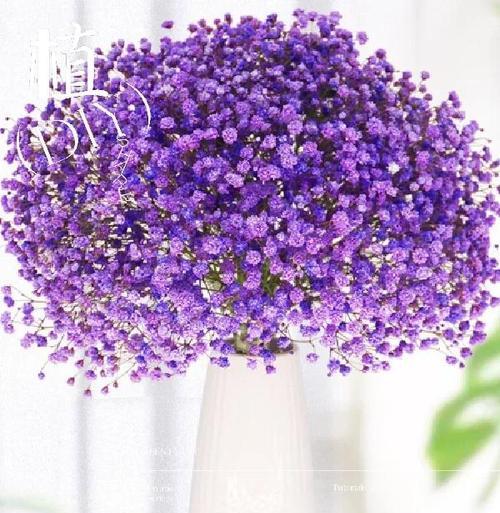 满天的星的花语是什么？它有哪些特别的意义？