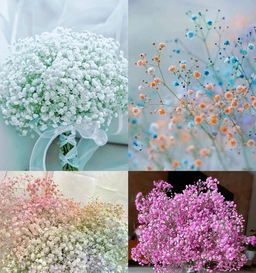 满天的星的花语是什么？它有哪些特别的意义？