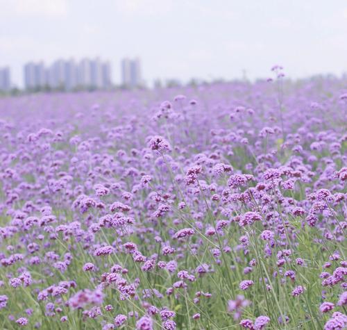 马鞭草的花语诗句有哪些？它们表达了什么？