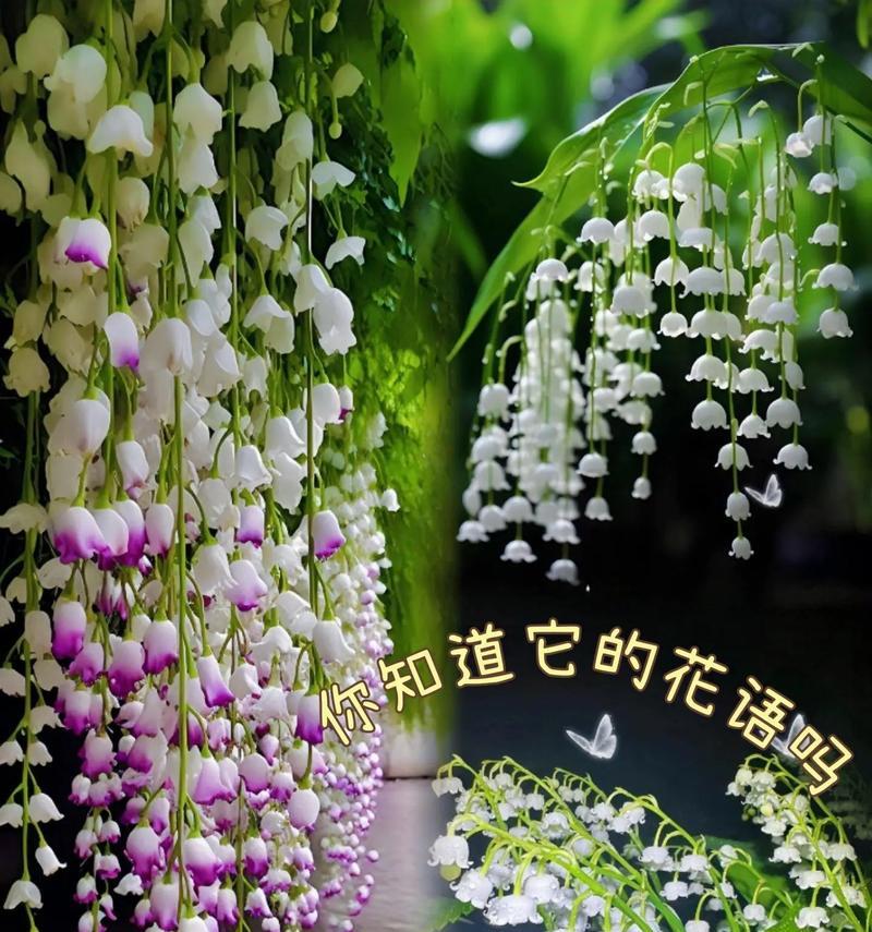 铃兰花的花语是什么？它有哪些美好的含义？