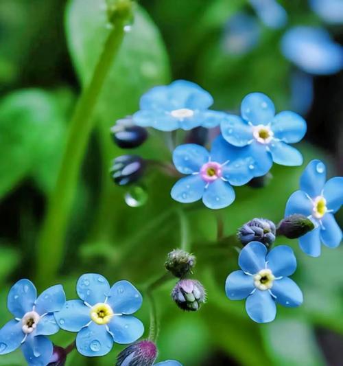哪些花表达爱的花语？它们象征着怎样的爱情？