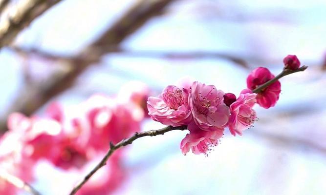 宫粉梅花的花语是什么？它有哪些特别的寓意？