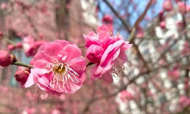 宫粉梅花的花语是什么？它有哪些特别的寓意？