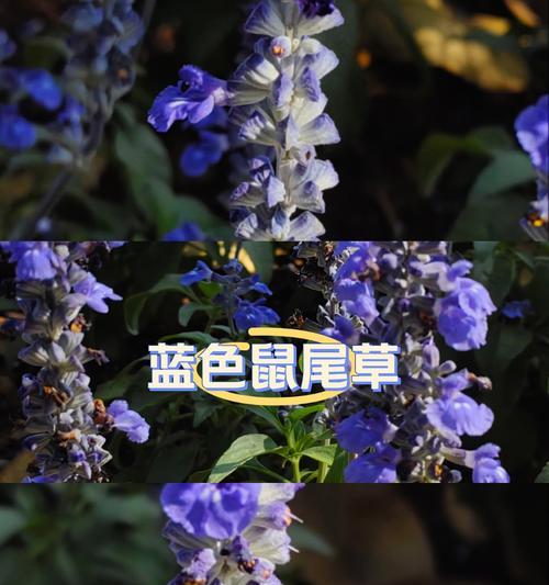 鼠尾草剑兰的花语是什么？它代表了什么？