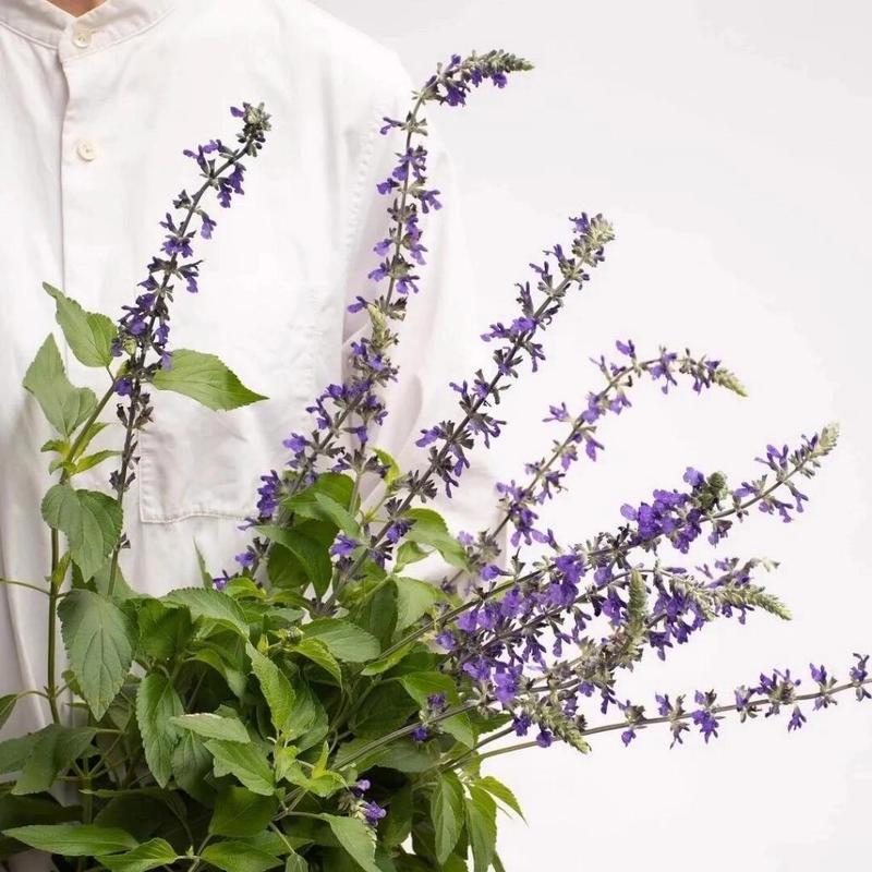 鼠尾草剑兰的花语是什么？它代表了什么？