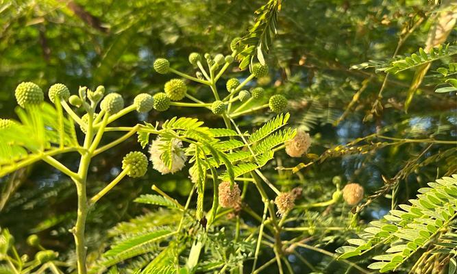 白檀毛毛虫的花语是什么？它象征着什么？