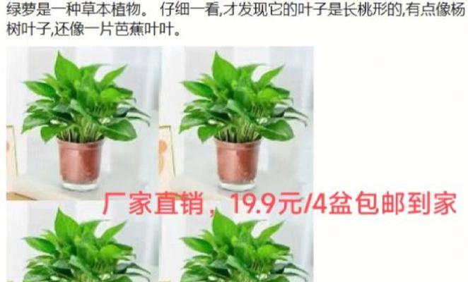 绿萝花语卡如何制作？它有哪些特别的含义？