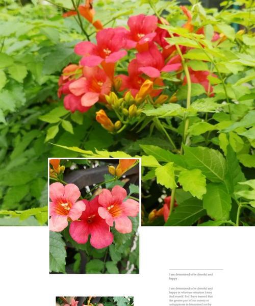 凌霄花的花语是什么？它有哪些寓意？