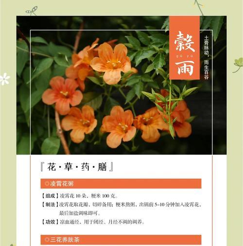 凌霄花的花语是什么？它有哪些寓意？
