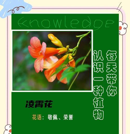 凌霄花的花语是什么？它有哪些寓意？
