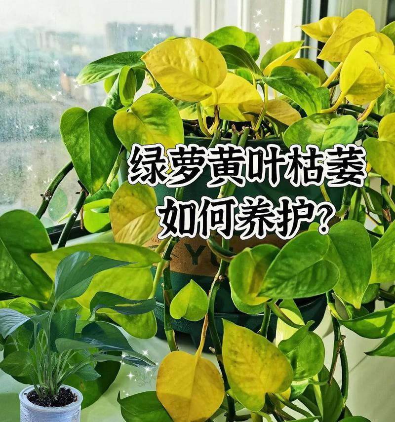 绿萝花语代表什么？绿萝的含义有哪些？