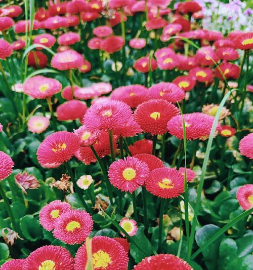 粉红小雏菊的花语是什么？粉红小雏菊象征着什么？