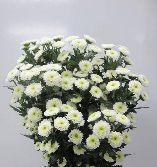 粉红小雏菊的花语是什么？粉红小雏菊象征着什么？
