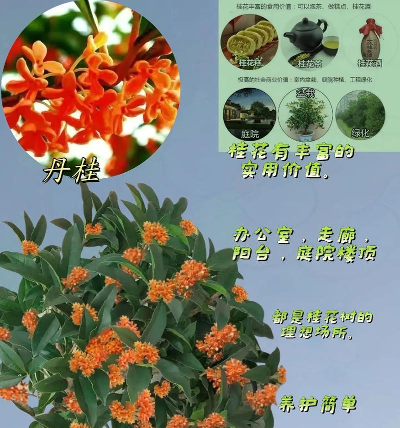 桂花的花语有哪些？桂花代表的含义是什么？