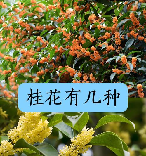 桂花的花语有哪些？桂花代表的含义是什么？