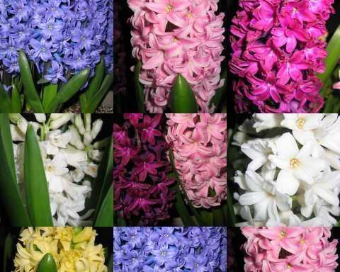 风信子花语有哪些？24种风信子各自代表什么？