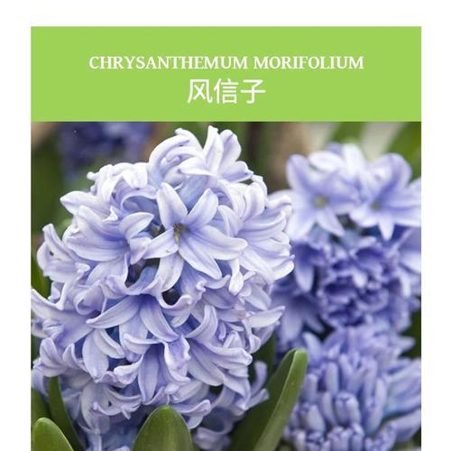 风信子花语有哪些？24种风信子各自代表什么？