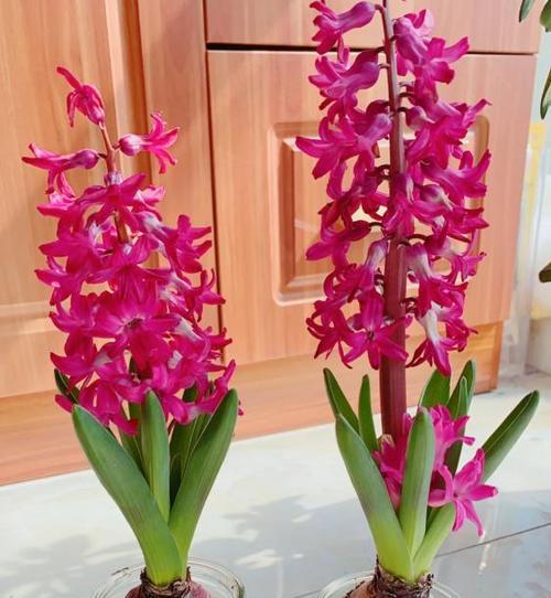 风信子花语有哪些？24种风信子各自代表什么？