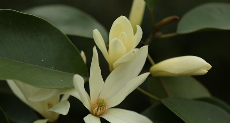 醉香含笑的花语是什么？它象征着什么？