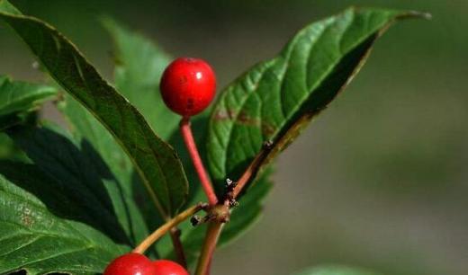 红豆花木的花语是什么？红豆花木代表什么含义？