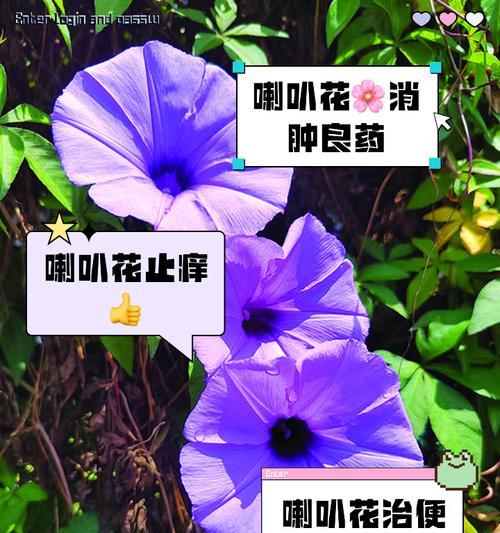 牵牛花的花语故事是什么？牵牛花背后的故事有哪些？