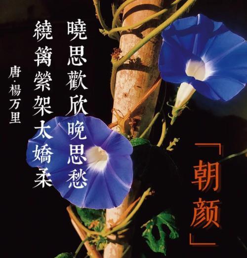牵牛花的花语故事是什么？牵牛花背后的故事有哪些？
