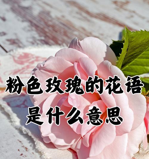 中西方花语有何不同？中西方花语对比分析是什么？