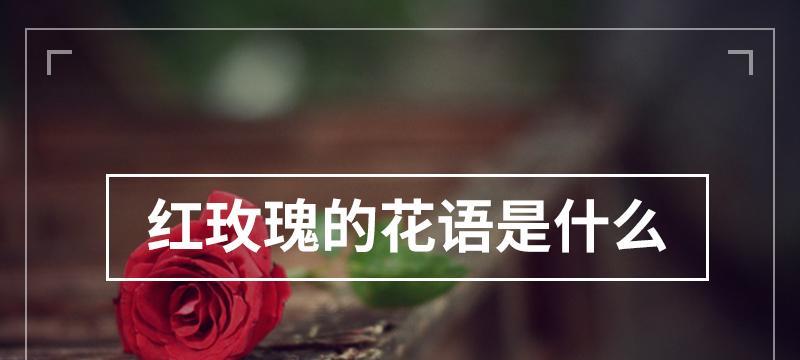 中西方花语有何不同？中西方花语对比分析是什么？