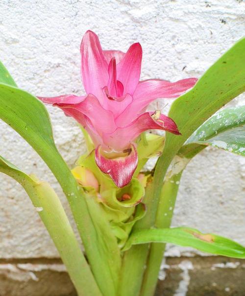 绿色姜荷花的花语是什么？绿色姜荷花代表什么？