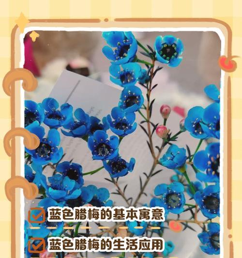 腊梅花语有哪些含义？腊梅花代表什么？